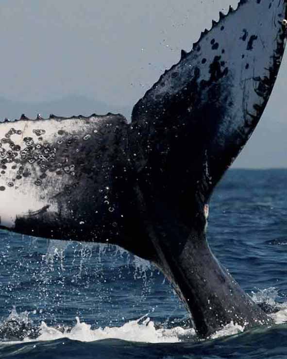 Get awesome deals for top K`gari/Hervey Bay/Town of 1770/Rainbow Beach attractions and activities when you book online with Bookme.
